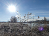 Frozen Winter Botanicals