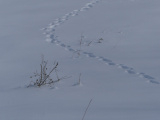 Tracks in the Snow