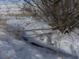 Icy Stream and Willow