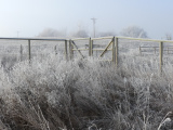 Frosted Tangle