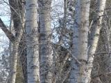 Tree Trunks in Winter
