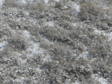 Winter Sagebrush Hillside