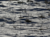 Snow at Sunset