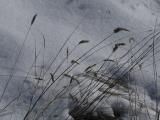 Winter Snow and Autumn Grasses