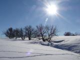 Sun and Trees in Winter