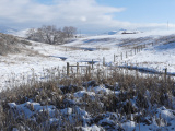 Snowy Marsh