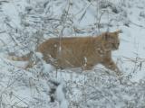 Orange Cat in the Snow