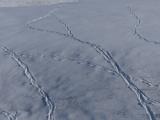 Tracks on Snowy Hills