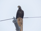 Bird on a Pole