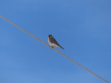 American Kestrel on a Wire