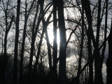 Sun behind Trees