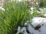 Early Spring Snow