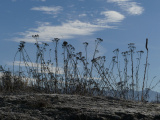 Silhouette of a Line of Plants