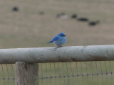 Mountain Bluebird