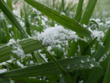 Spring Snow