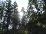 Sun and Evergreen Forest