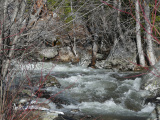 Mill Creek in Early Spring