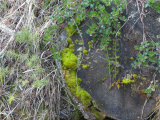 Assortment of Plants on Wood