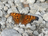 Butterfly on Rocks