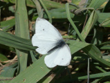 Butterfly on Grass