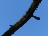 Branch with Green Moss