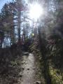 Sunlit Trail