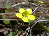 Yellow Spring Flowers