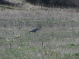 Heron Walk