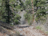 Pine Cones on a Trail