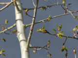 Quaking Aspen Awakens