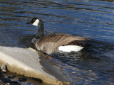 Goose and Concrete Block