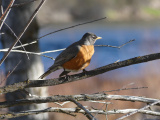 Riverside Robin