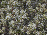 Bush of White Flowers