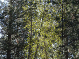 Sunlight on May Trees