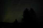 Aurora over Trees