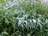 May Flowers with Snow