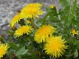 Yellow Blooms