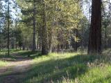 Path in Sunlit Woods