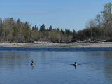 Two Geese at Tucker Crossing