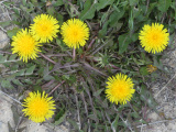 Dandelion Constellation