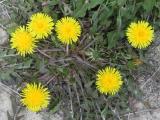 Dandelion Constellation