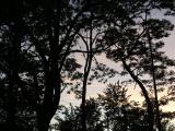 Silhouettes of Curving Trees