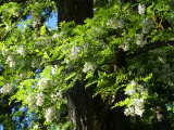 White Tree Blossoms