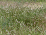 Grasses at Boardman