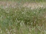 Grasses at Boardman