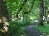 Path through Green Woods