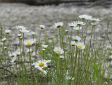 Blooming Daisies