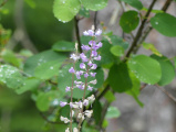 Little Purple Flowers