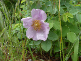 Wild Rose