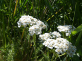 Yarrow Transplant